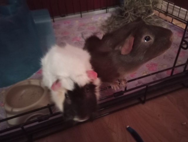 Two adorable bonded male guinea pigs