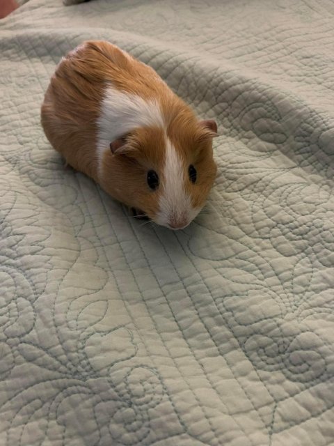 Sweet Female Piggie to Rehome