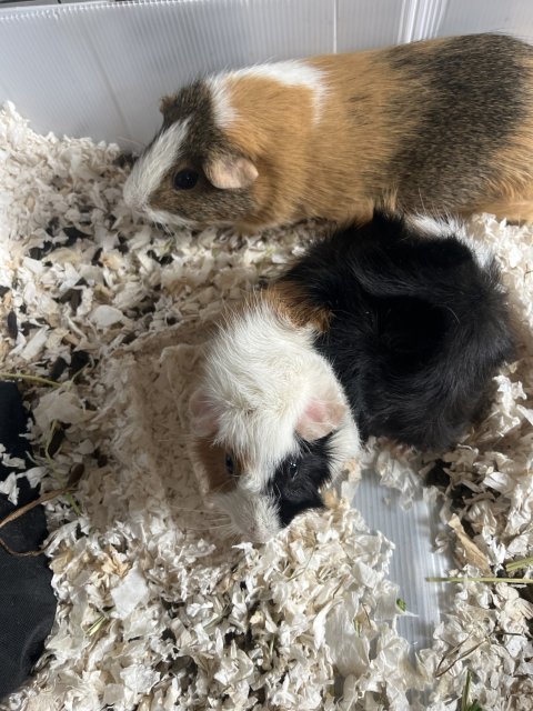 Meet Slick and Gizmo!!!