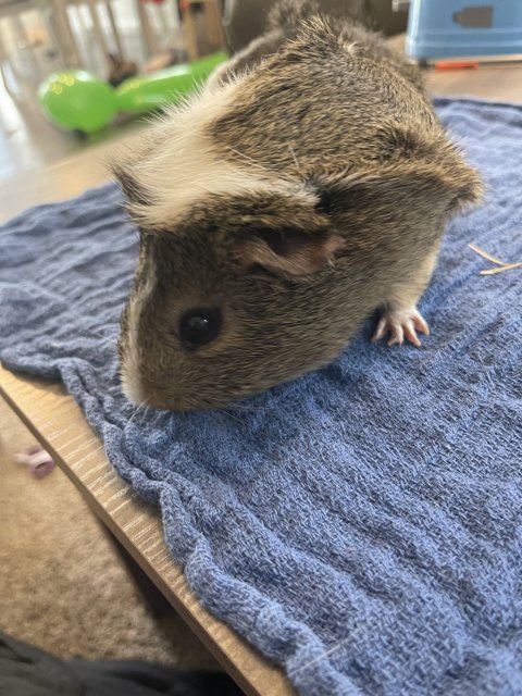Four Young Guinea Pigs for rehoming