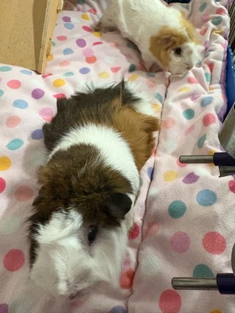 Sisters Peanut and Mocha need a new home