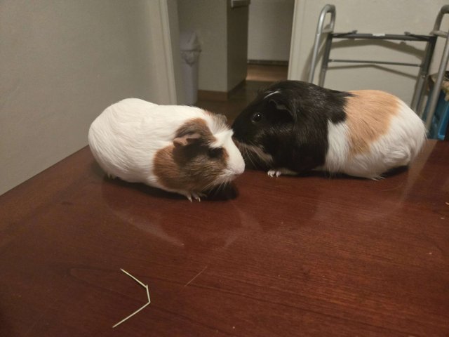 Two Female Guinea Pigs need Rehousing