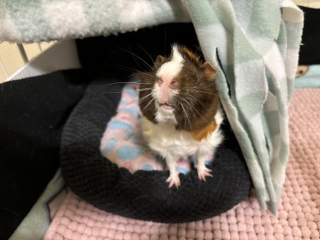 Two Young Male Guinea Pigs (Brothers)