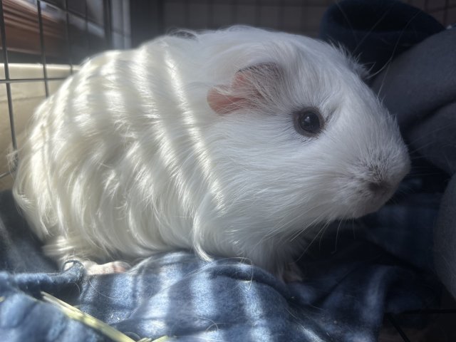 Sweet Male Guinea Pig – Friendly &amp;amp; Healthy!