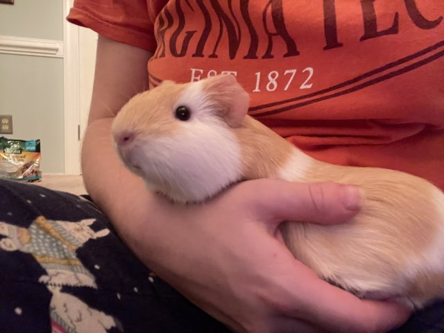 Adult Female Guinea Pig + Bedding/Supplies