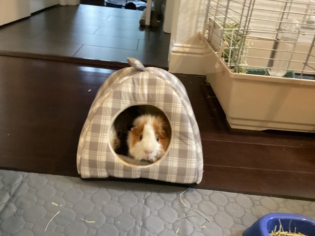 Need to rehome our two cuties