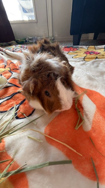 Two Mid Age Male pigs