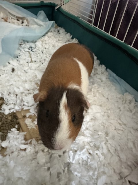 Two bonded guinea girls, approx 2 years old