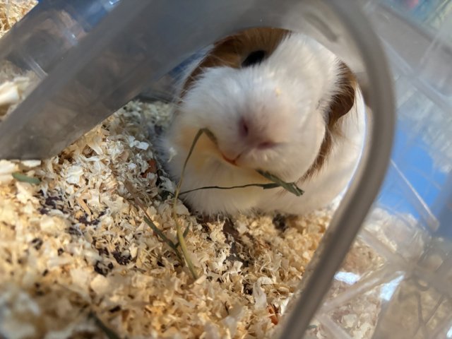 Circuit - One Male Piggie