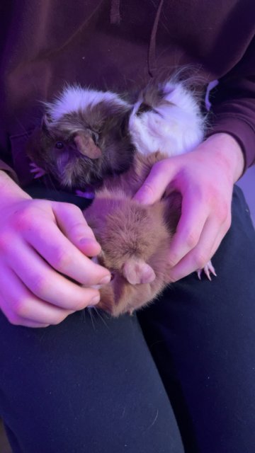 2 female and 1 male Guinea pig