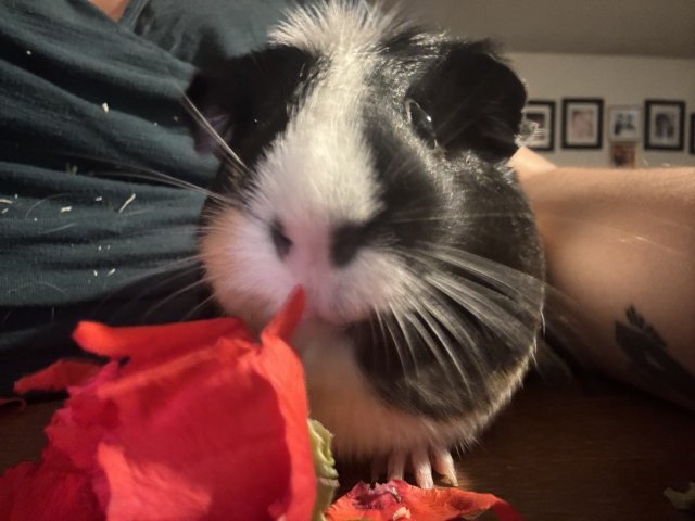 Sweet Female Guinea Pig for adoption (1y/o)