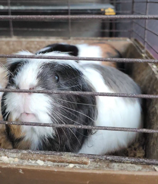 Two 1-year old guinea pigs (Powell Butte OR)