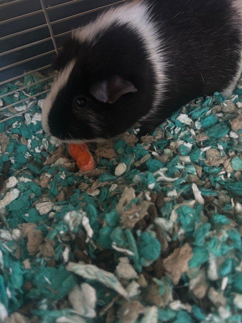 Cute and sweet Guinea Pig