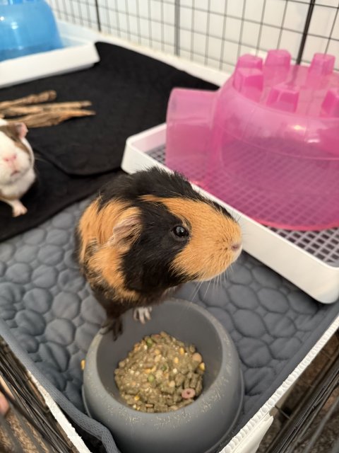 Pig &amp;amp; Mouse, bonded females