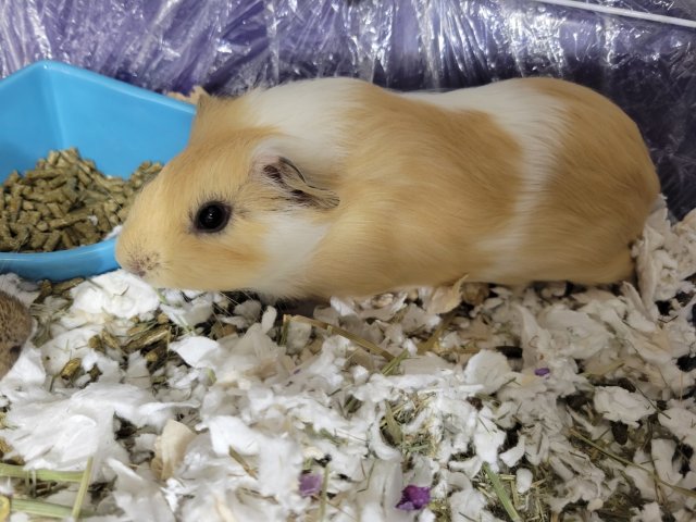 Rehoming 4 boy guinea pigs