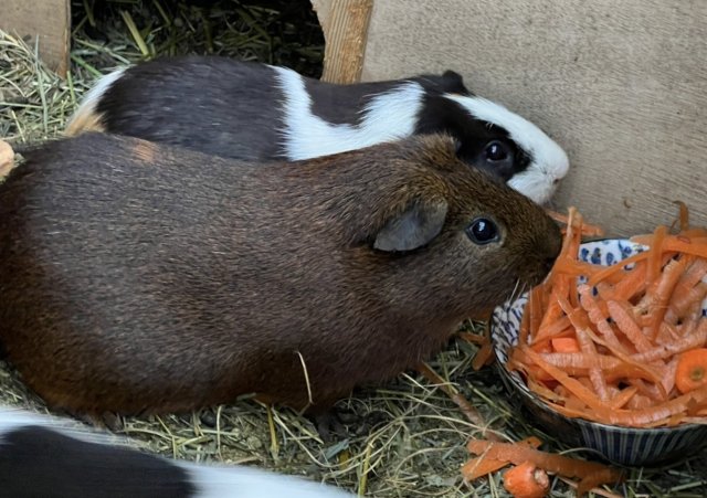 Mini capybara look a like —2 bonded brothers