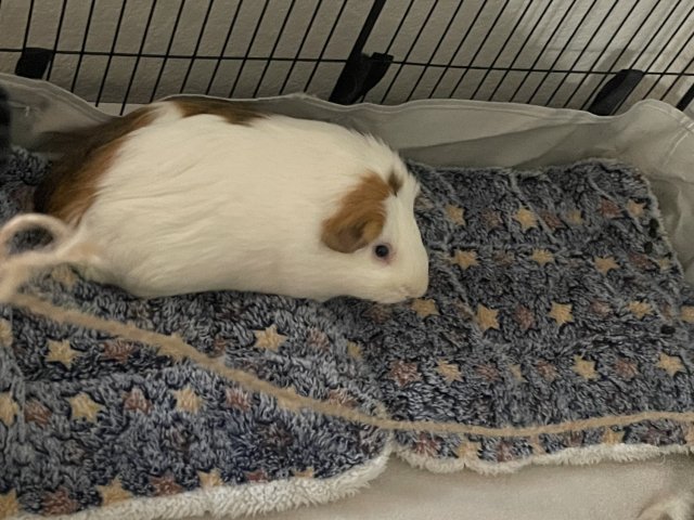 Rehoming 2 Female Guinea Pigs Due to Move