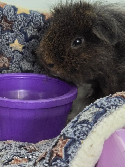 2 Male Guinea Pigs with cage and accessories