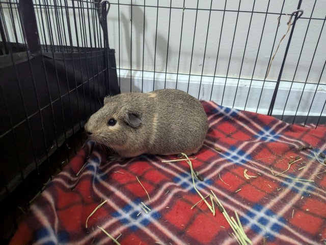 Sweetheart - One year old female guinea pig