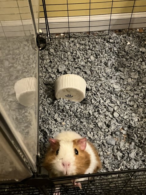 Rehoming Two Guinea Pigs