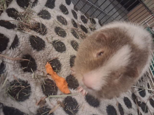 Two male guineas need a new home