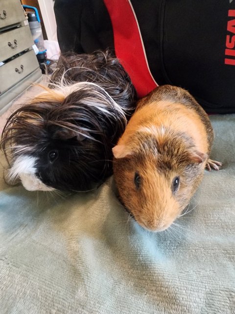 2 Male ginuea pig(nugget&amp;amp;fries)