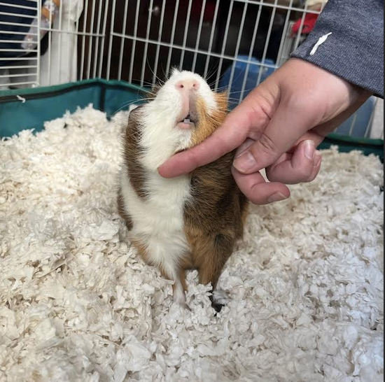 Sweet Male Guinea Pig for Adoption