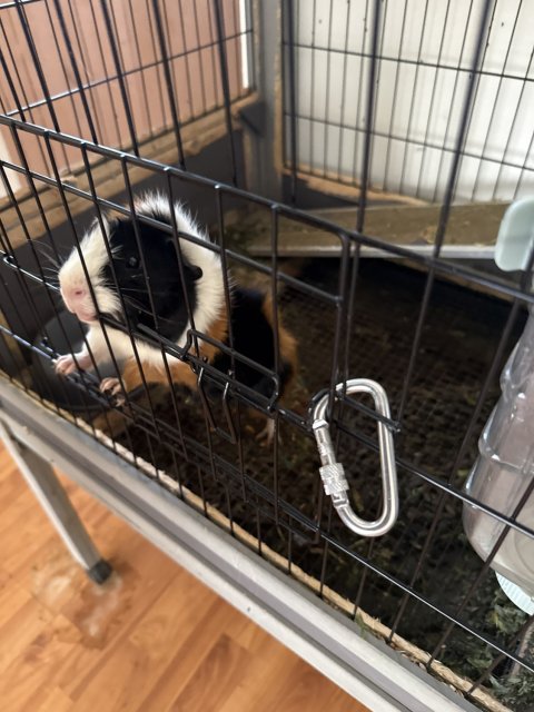 Herby needs a home