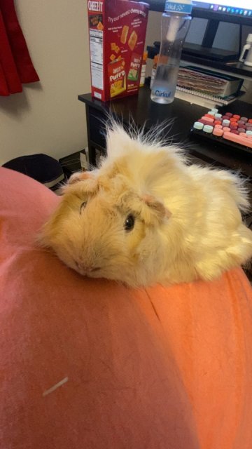 Mocha and Marshmallow need a home