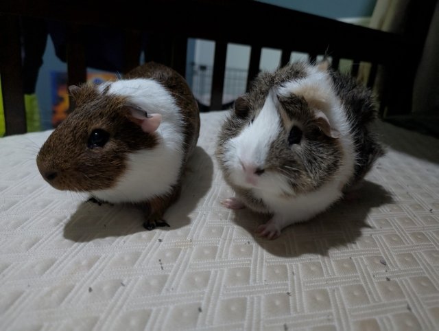 2 male guinea pigs (Grimace &amp;amp; Rooster)