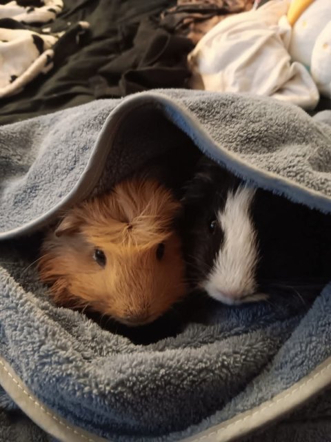 2 Female Bonded 2yr old Guinea Pig