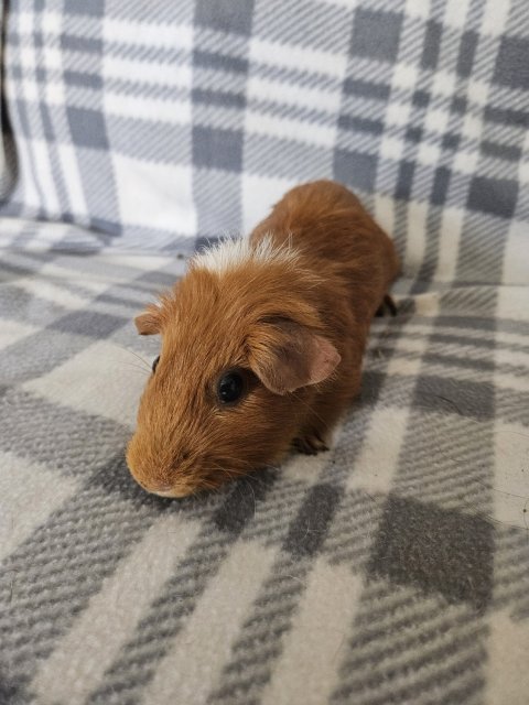 Molly, 6 year old female