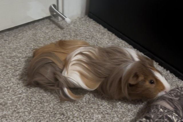 4 Month Old Male Looking For Home!