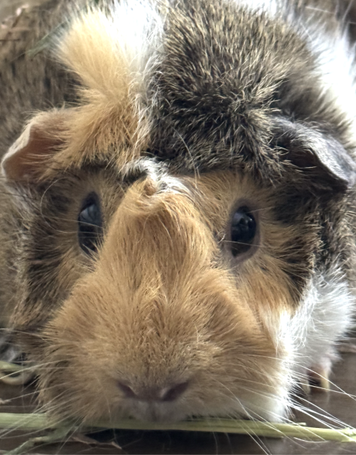 Free 2 Adorable Female Guinea Pigs