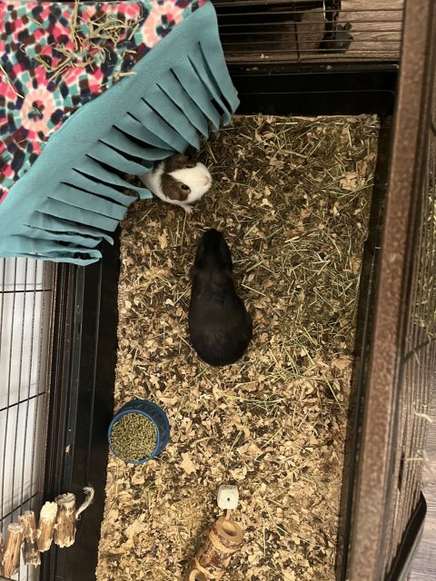 Two Male 3 year old Bonded Pair w/ cage