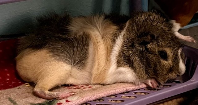 Young sweet female Guinea pigs