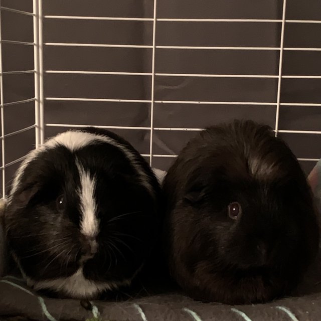 Adult Mother and Daughter Bonded Pair