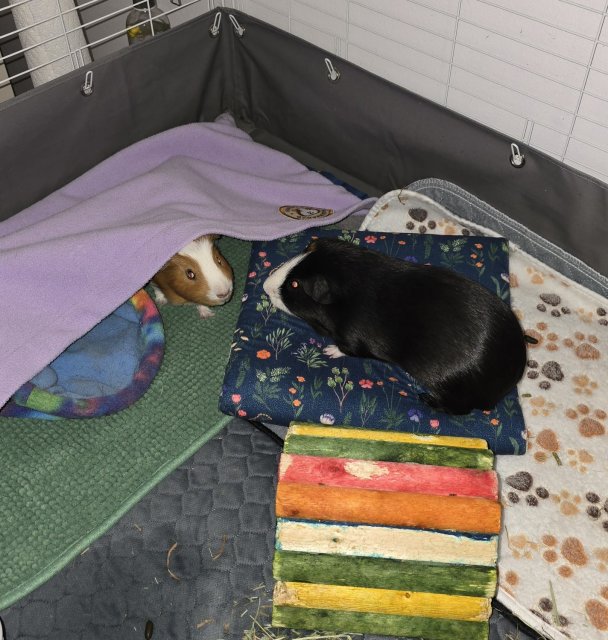 Three male guinea pigs needing a new home