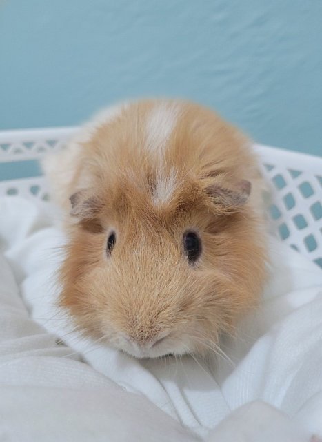 Male Pig In Need of a New Home &amp;amp; Friend(s)