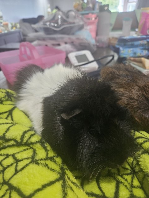 2 year old bonded brothers. MOO MOO AND JACK