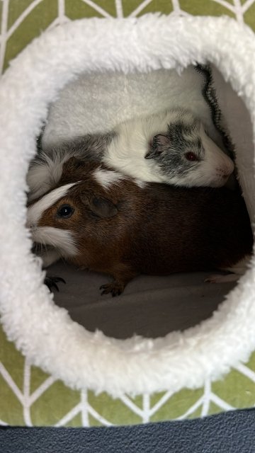 Adolescent Male Guinea Pigs | 6 months old