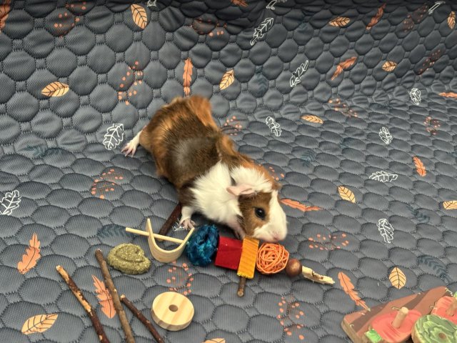 Young male guinea pig looking for a new home