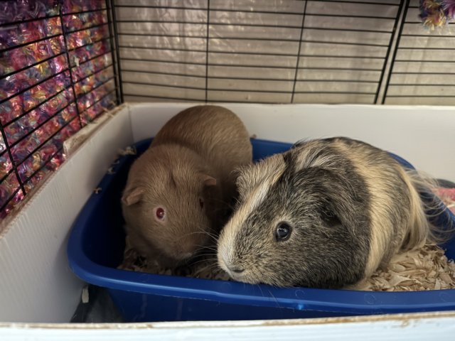Mouse &amp;amp; Harlequinn