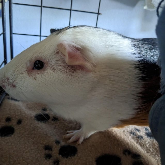 Fig &amp;amp; Pibb- Bonded Males