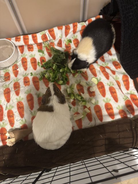 2 bonded, curious boys. 4 years old