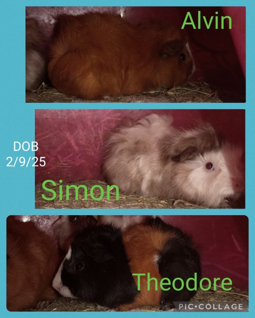 Rescued Male Guinea Pigs