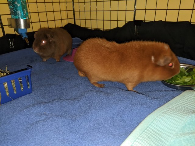 Two bonded teddy brothers 1.5 y/o with cage!