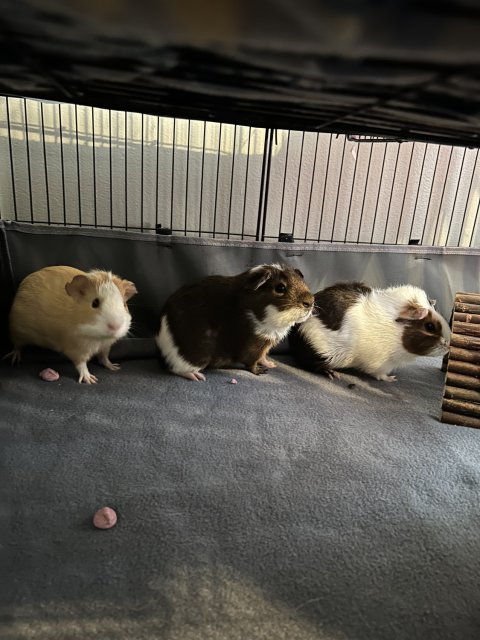 3 female Guinea Pigs!