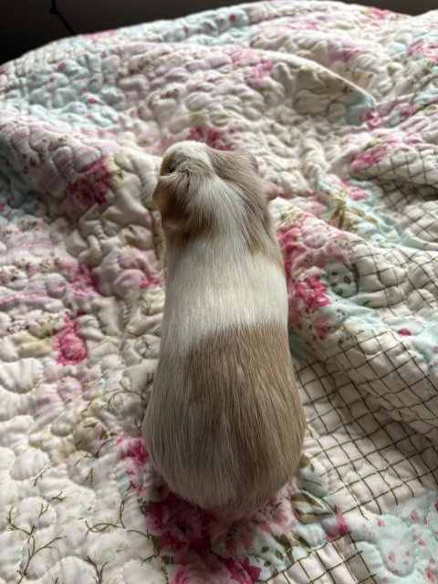 Female baby guinea pigs , shy but loving