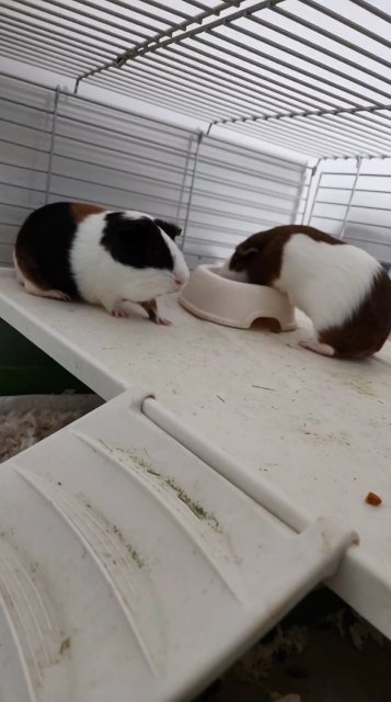 Two bonded males looking for a new home